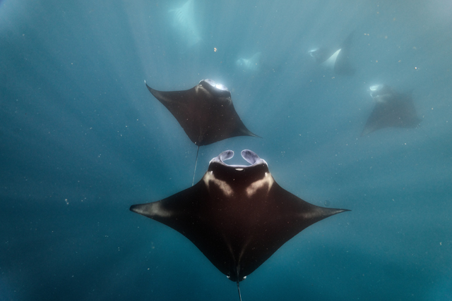 Nuku Dive