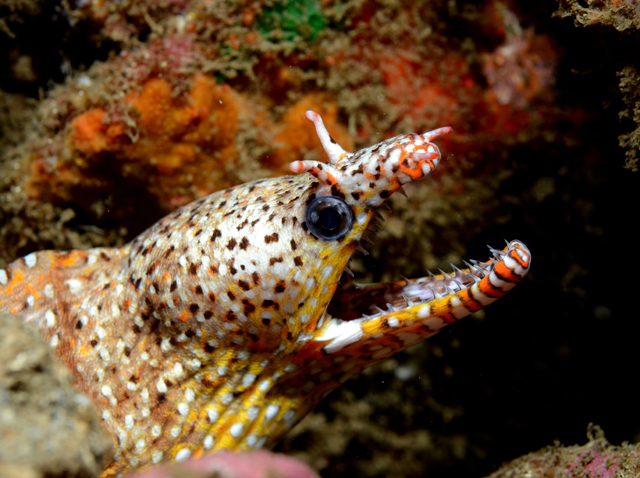 Nuku Dive