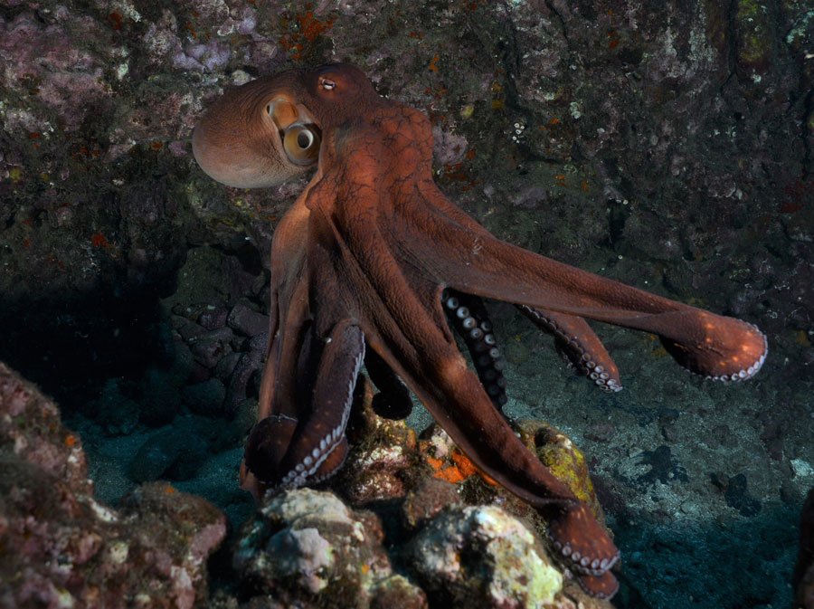 Nuku Dive